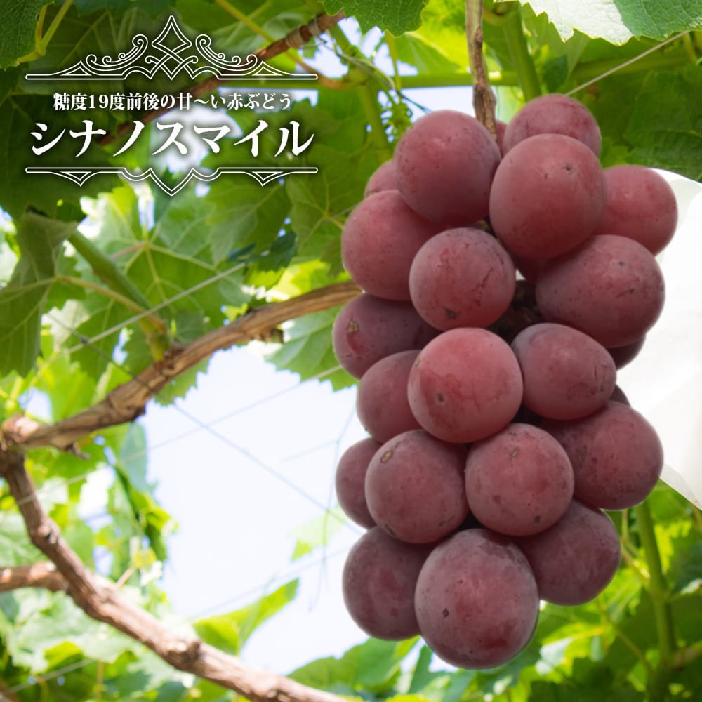 ブドウ 欧米雑種4倍体 シナノスマイル 苗 植え時期 苗木部 By 花ひろば