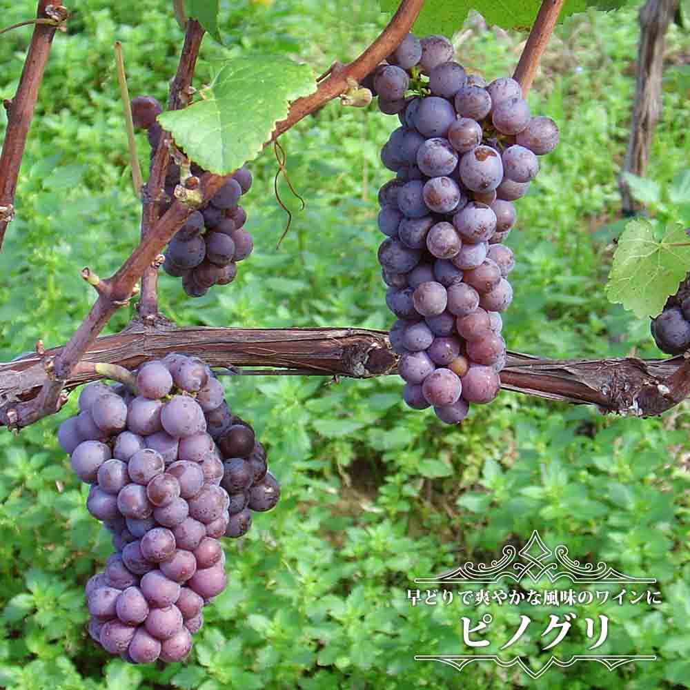 ブドウ 欧州系2倍体 ピノグリ 苗 販売 苗木部 By 花ひろばオンライン