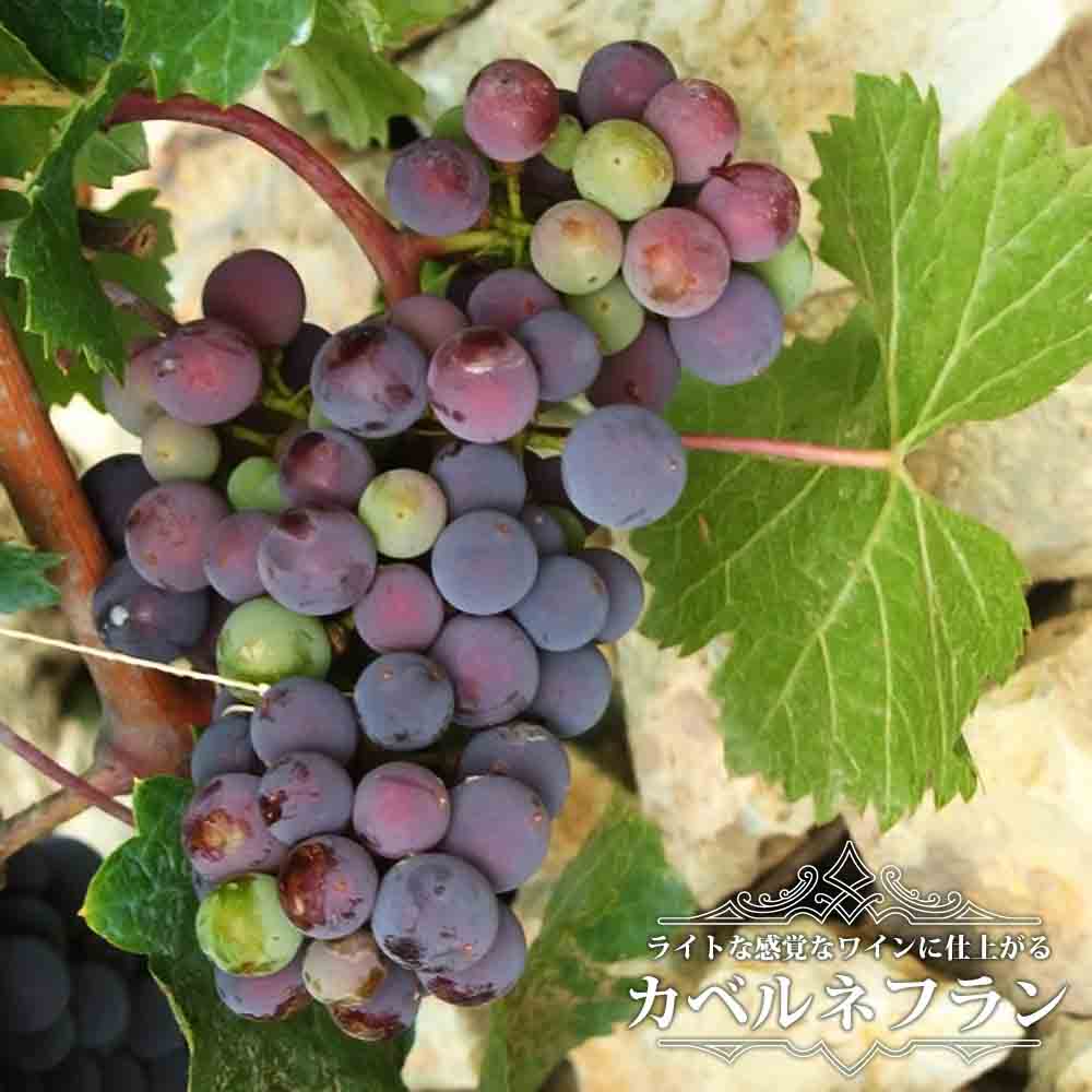ブドウ カベルネフラン 