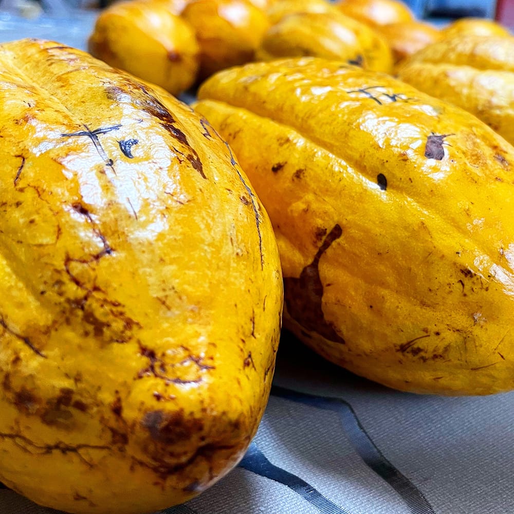 カカオ ミディアムイエロー 3