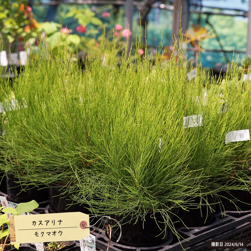 モクマオウ タマモクマオウ 苗 おすすめ 苗木部 By 花ひろばオンライン