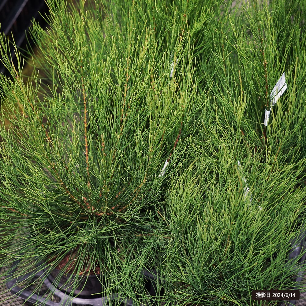 モクマオウ タマモクマオウ 苗 おすすめ 苗木部 By 花ひろばオンライン