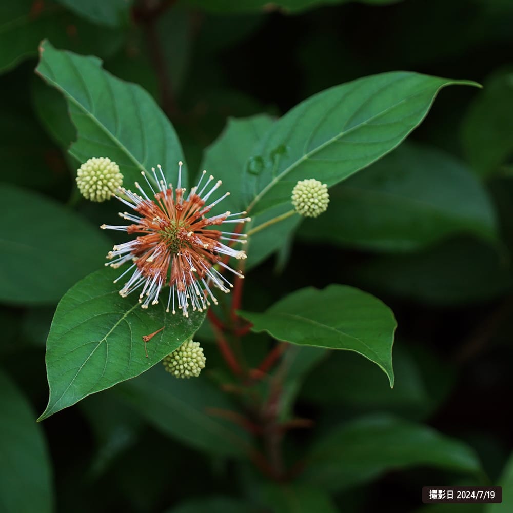 セファランサス ムーンライトファンタジー 2