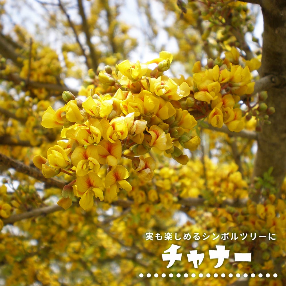 チャナー チャナー 