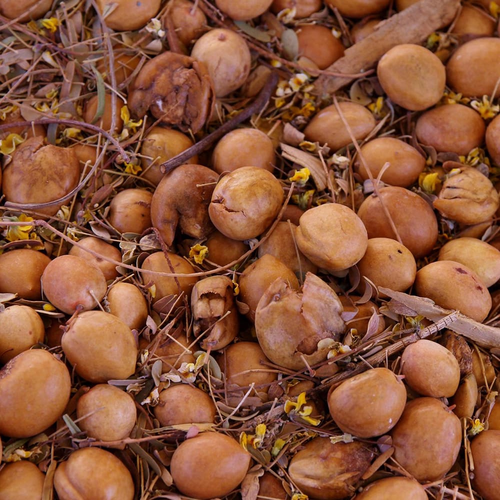 チャナー チャナー 3