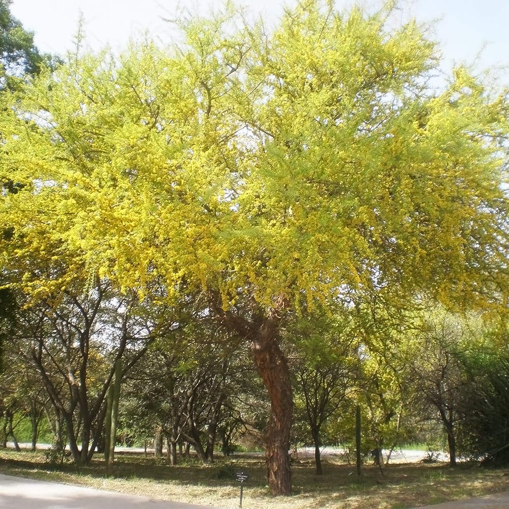 チャナー チャナー 2