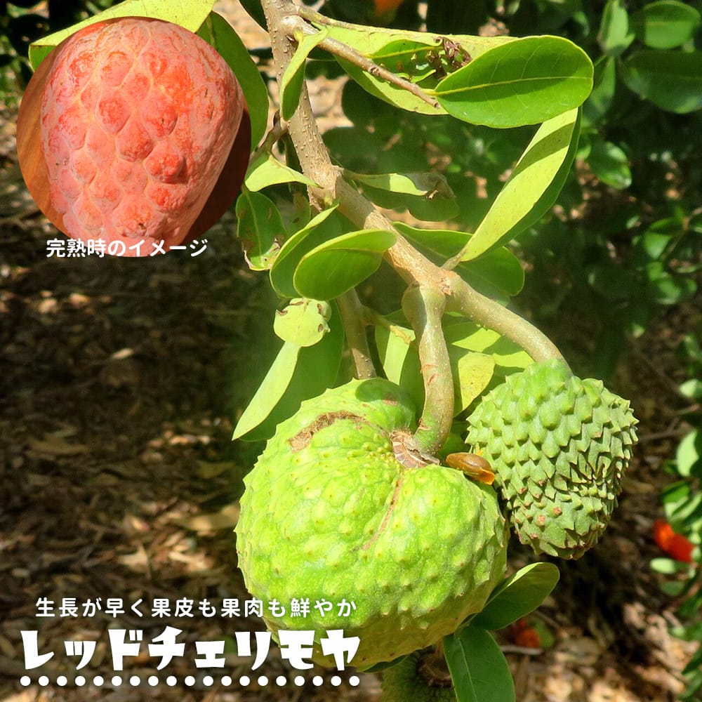 チェリモヤ レッドチェリモヤ 