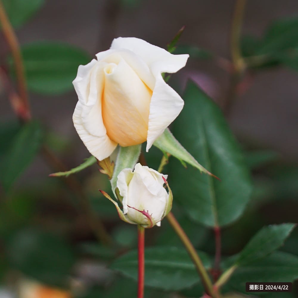 バラ つるレディヒリンドン 2