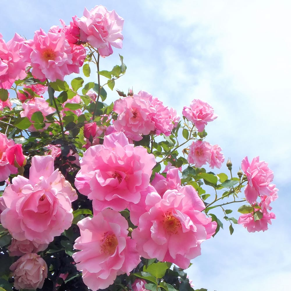 バラ スパニッシュビューティー LCl ラージフラワードクライマー