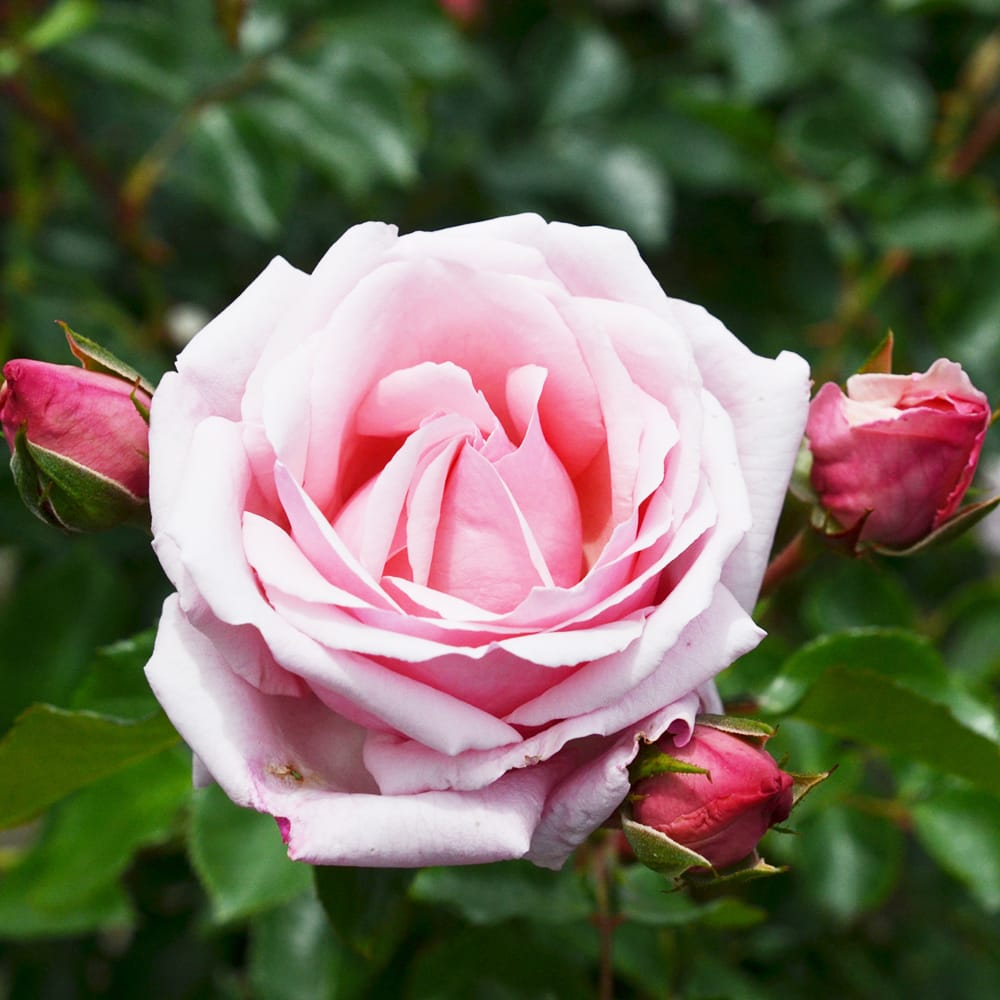 バラ 羽衣 LCl ラージフラワードクライマー （つるバラ） 苗 おすすめ