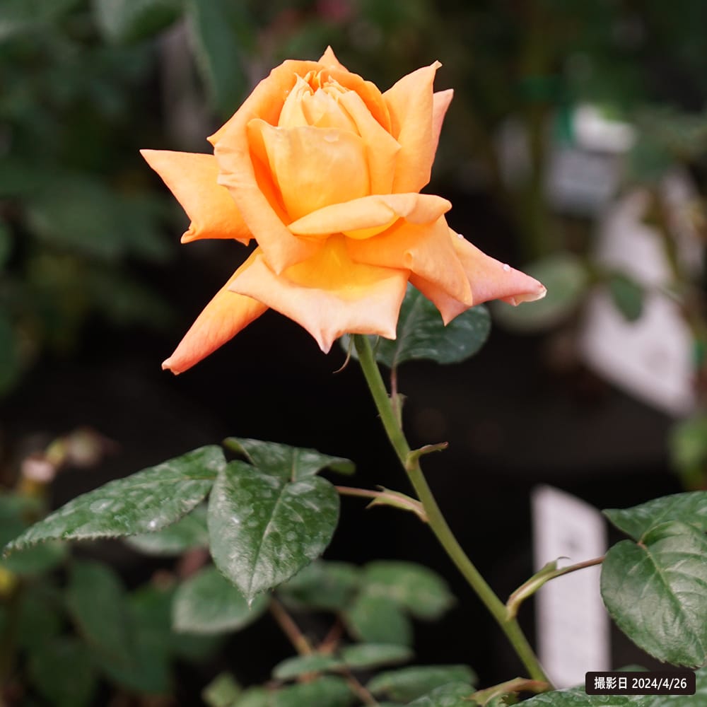 バラ ルイドフィーネ 3