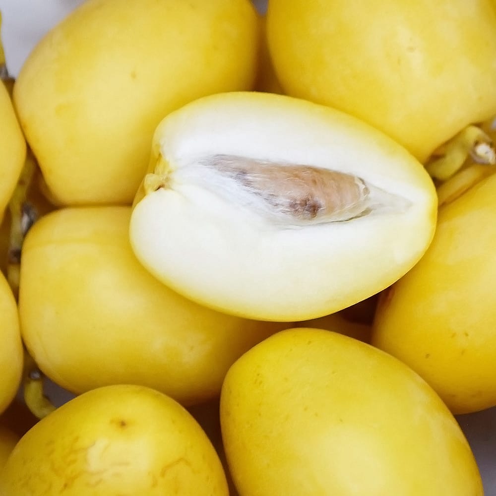 デーツパーム イエローバリ 1