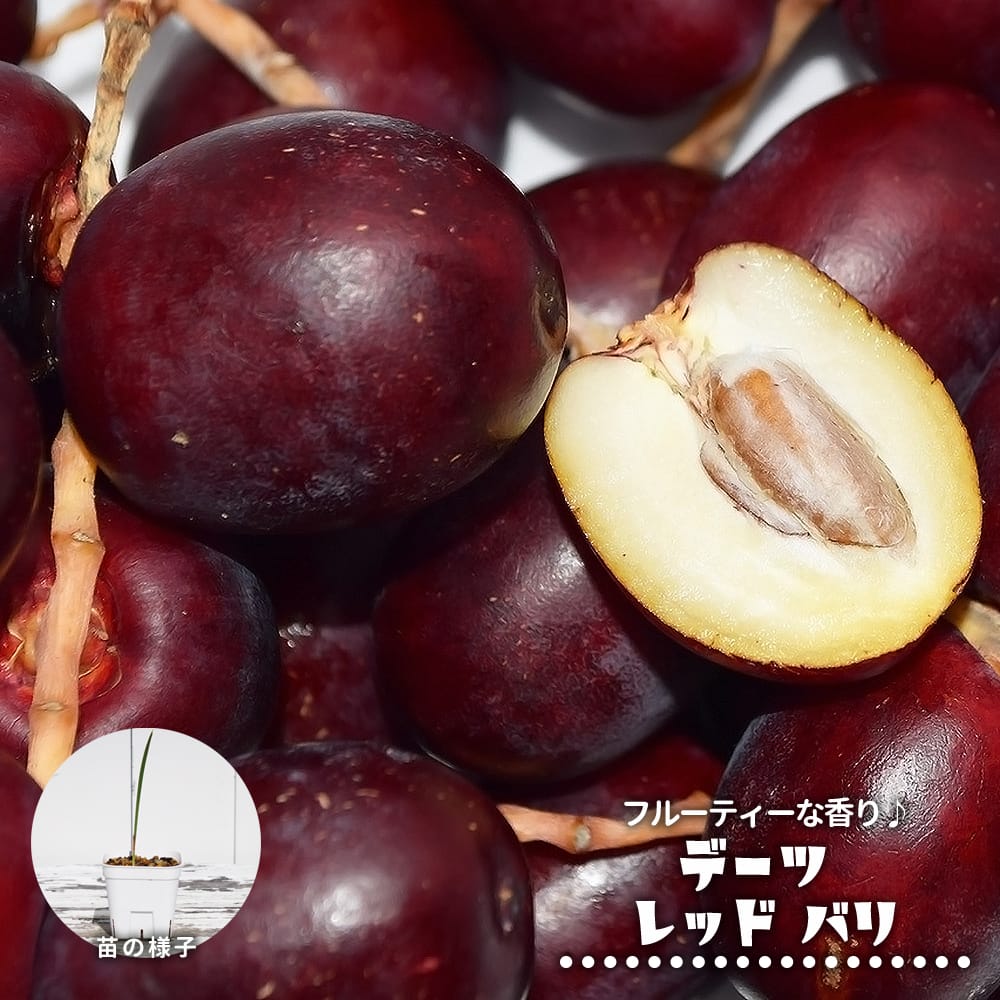 ヤシ レッドバリ 