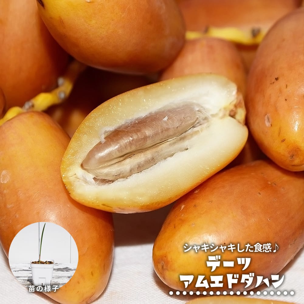 ヤシ アムエドダハン 