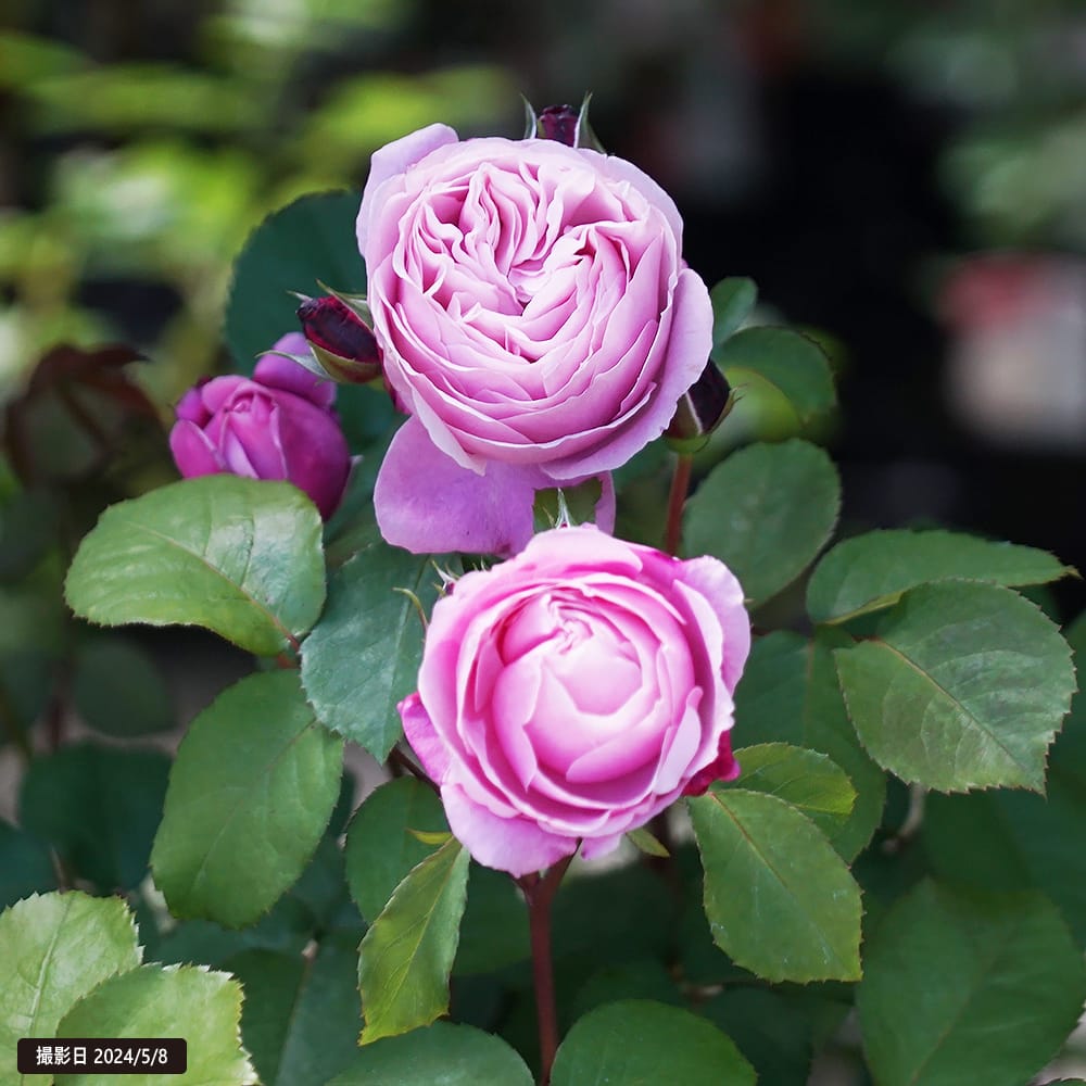 バラ シャンテロゼミサト S シュラブ （半つるバラ） 苗 おすすめ 苗木部