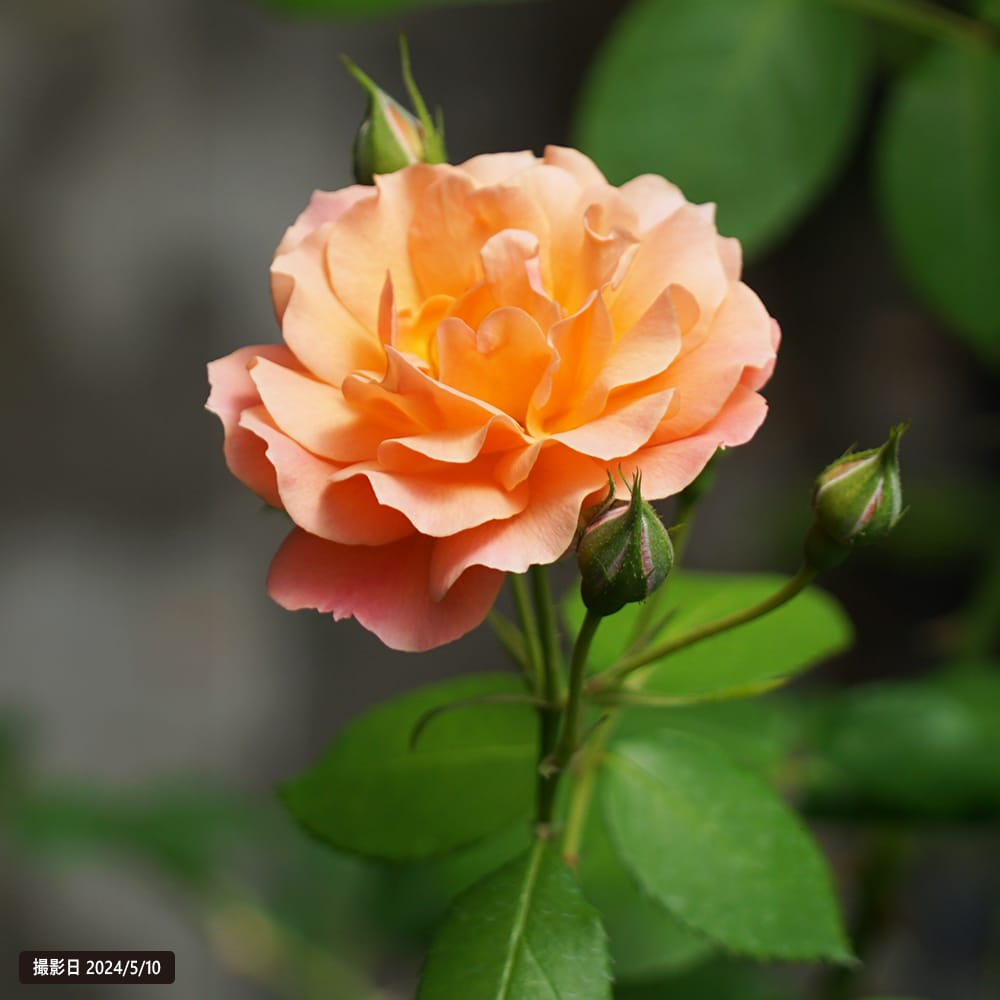 バラ ボルデュールアブリコ S シュラブ （半つるバラ） 苗 販売 苗木部