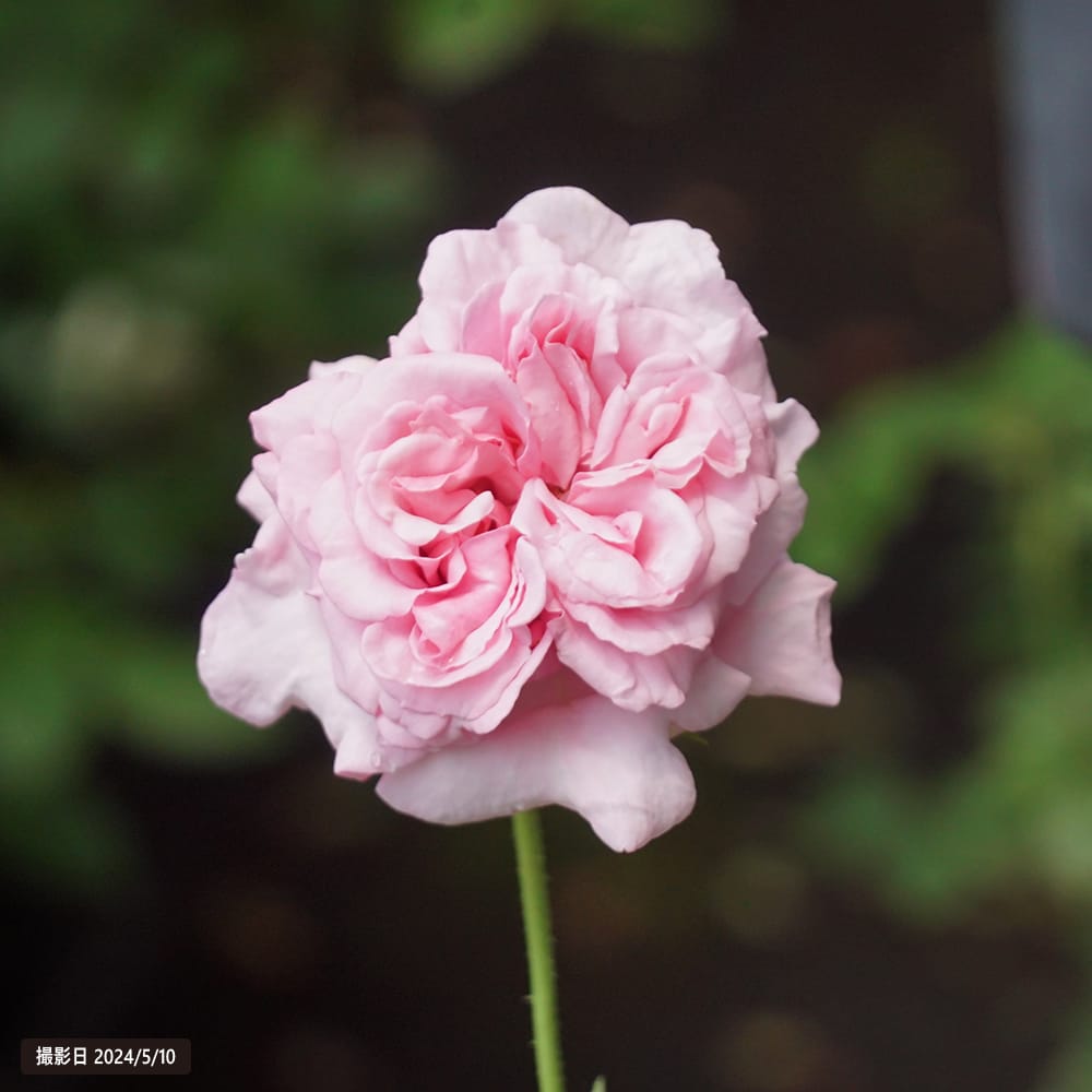 バラ アベイドゥヴァルサント 