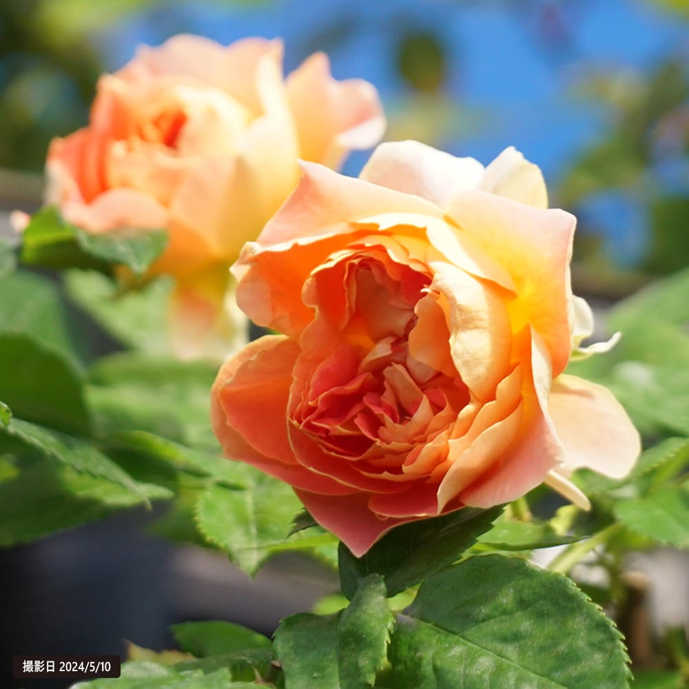 バラ ランタン シトロイユ 1