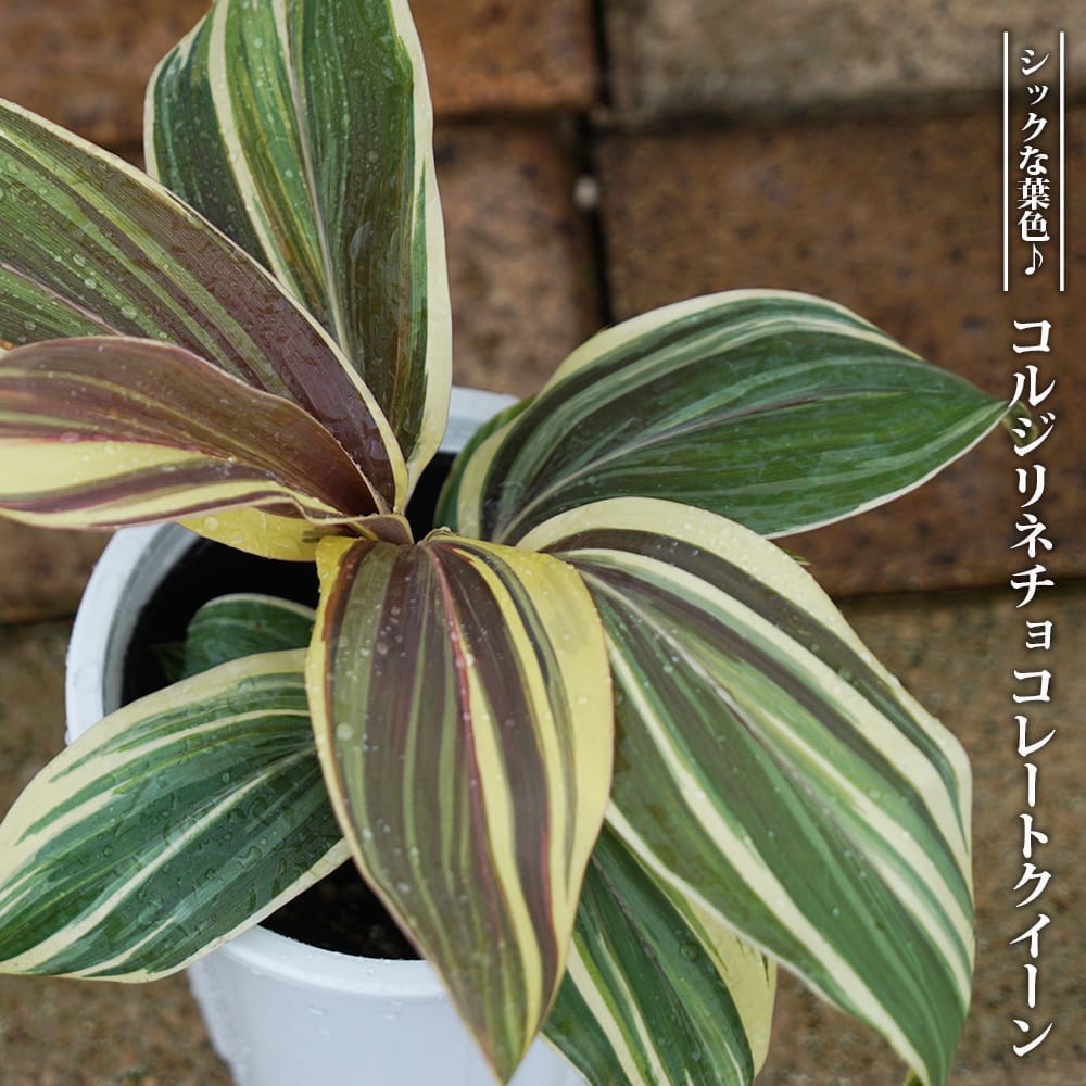 コルジリネ チョコレートミント 