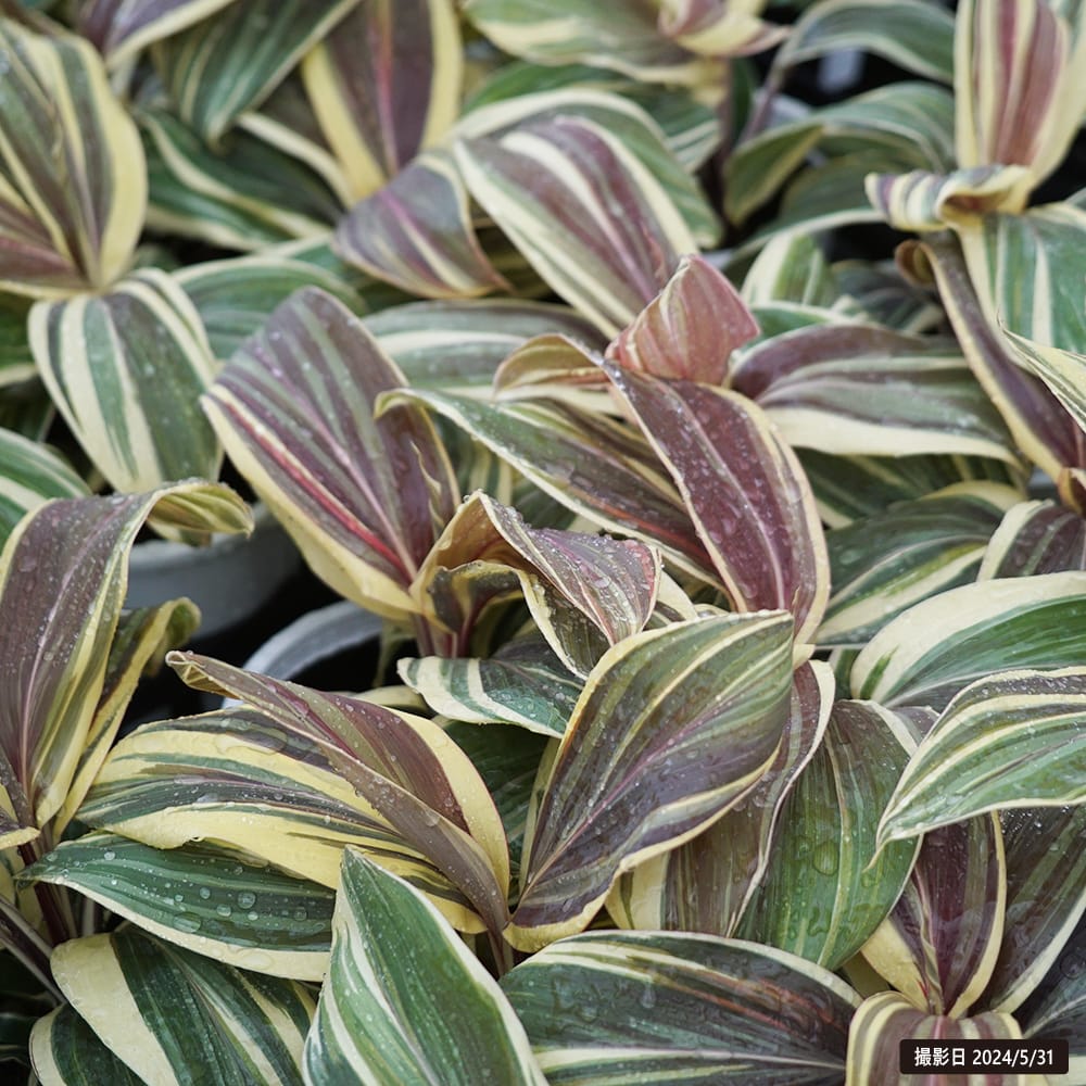 コルジリネ チョコレートミント 2