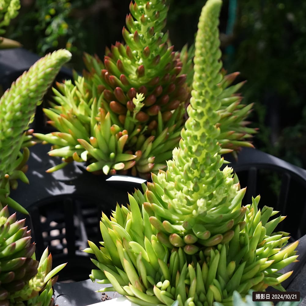 ツメレンゲ ツメレンゲ 2