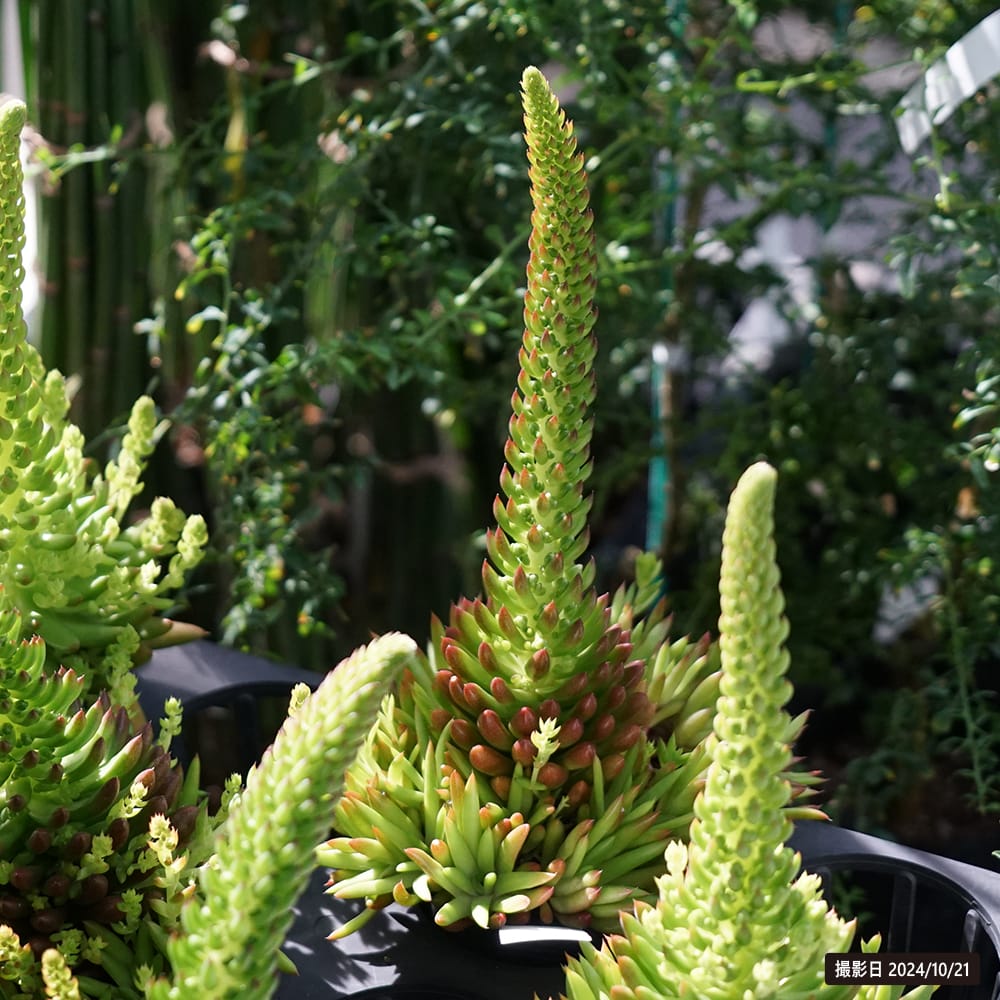 ツメレンゲ ツメレンゲ 3