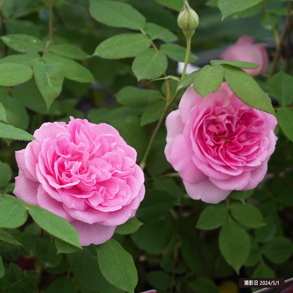 バラ ガートルードジェキル 