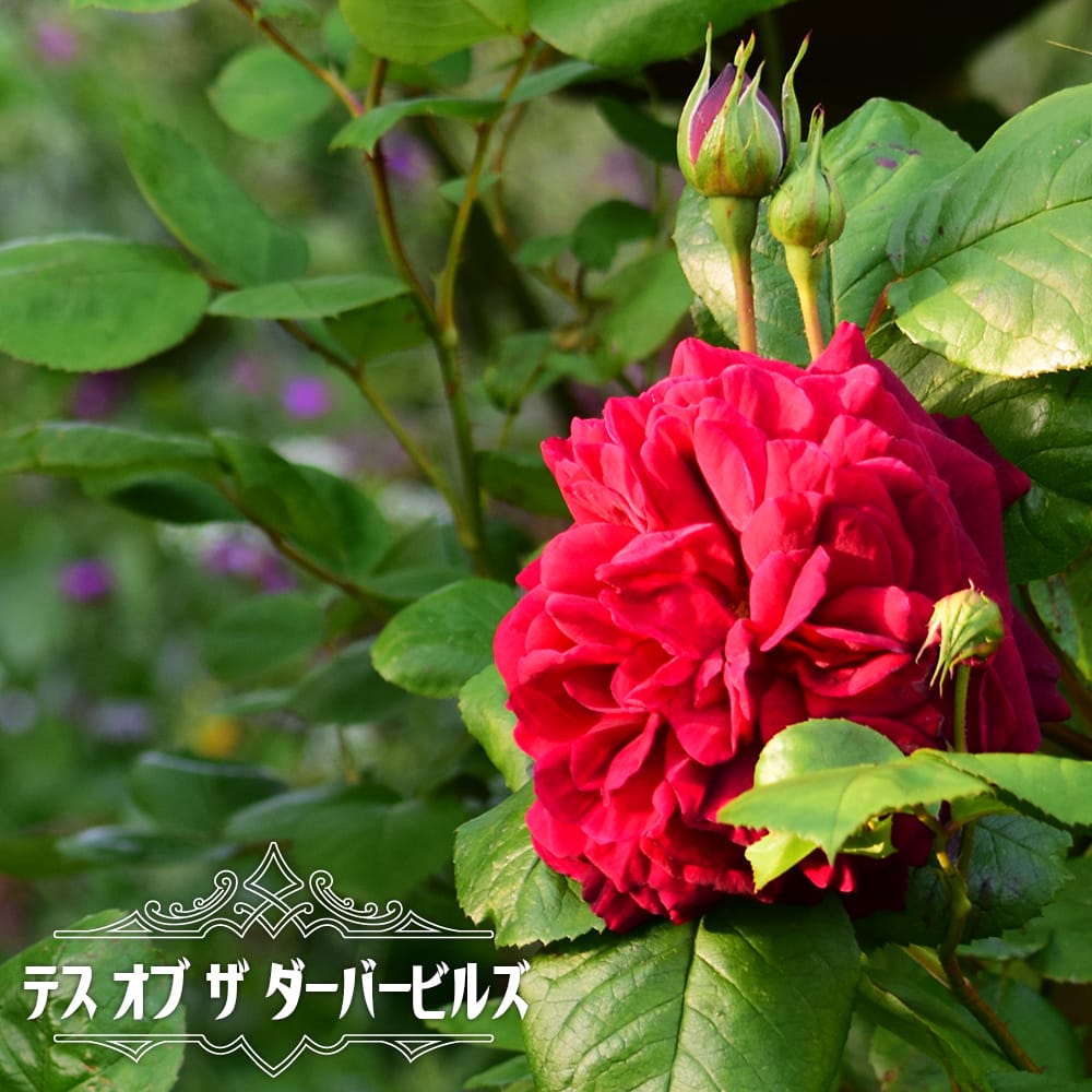 バラ テスオブザダーバービルズ 