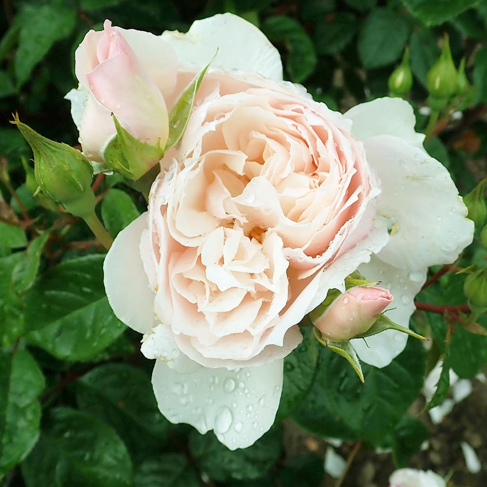 バラ ザジェネラスガーデナー S シュラブ （半つるバラ） 苗 通販 苗木部