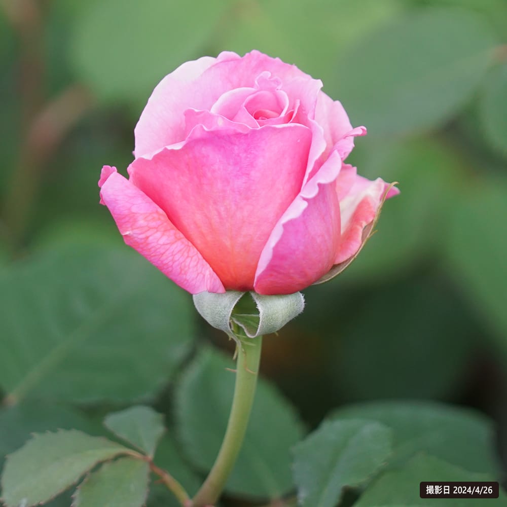 バラ プリンセス アレキサンドラ オブ ケント 苗 販売 苗木部 By 花