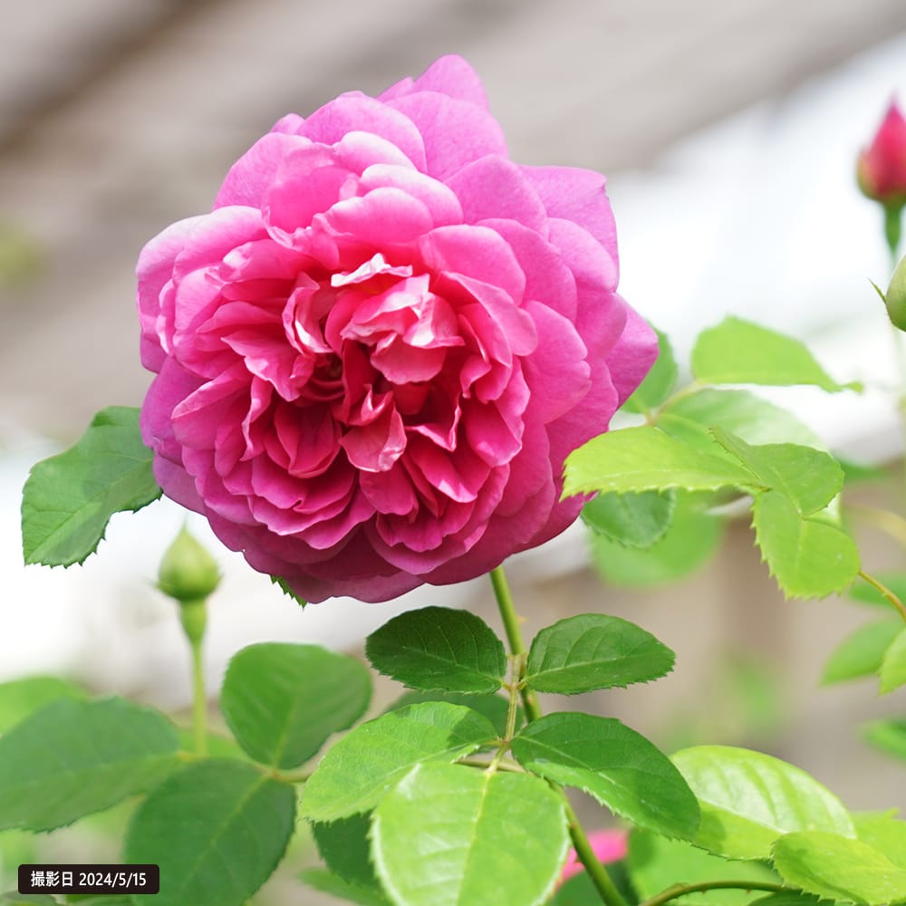 バラ プリンセス アン 3