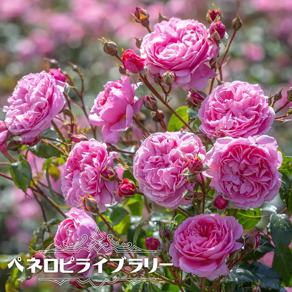 バラ ペネロピ ライブラリー S シュラブ （半つるバラ） 苗 販売 苗木部