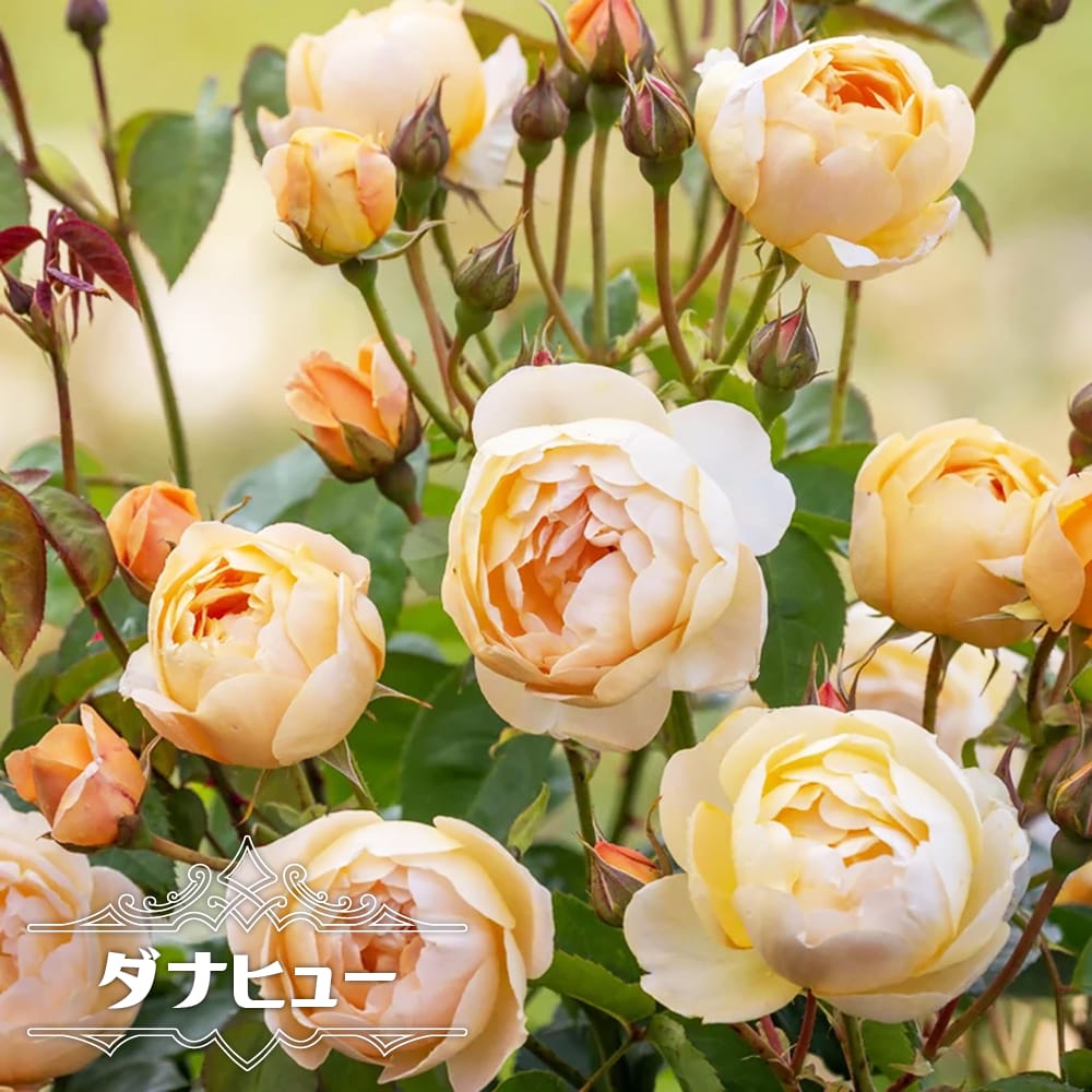 バラ  ダナヒュー 