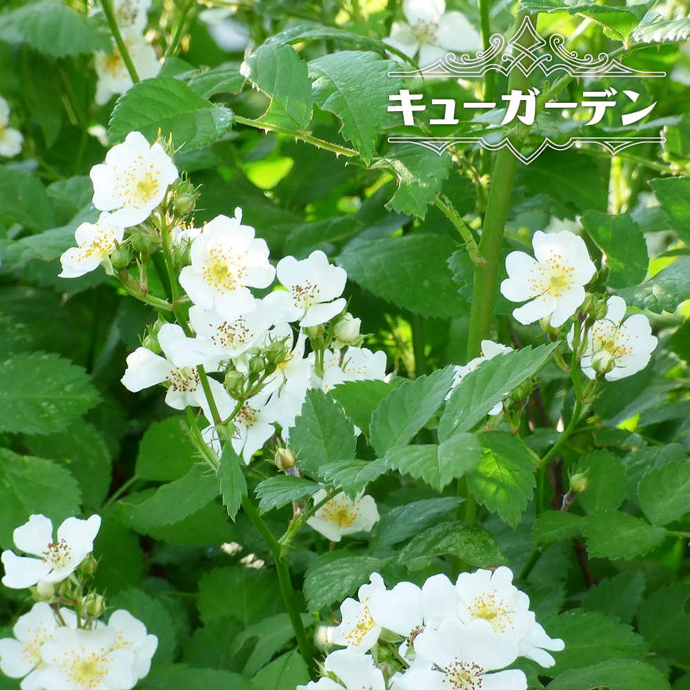 バラ キューガーデン 