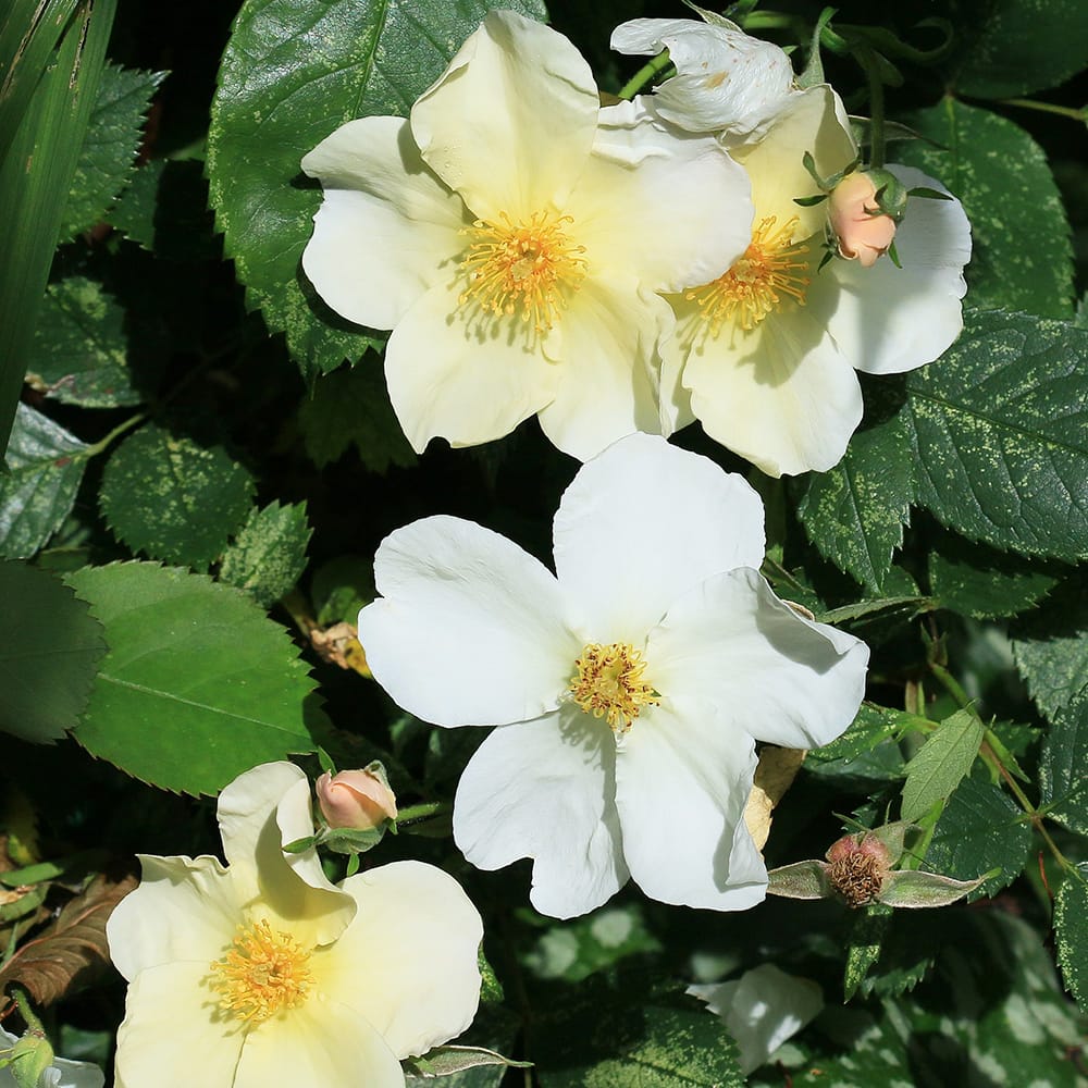 バラ キューガーデン 1