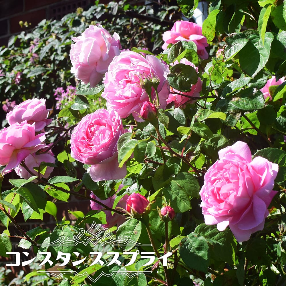 バラ コンスタンススプライ S シュラブ （半つるバラ） 苗 販売 苗木部