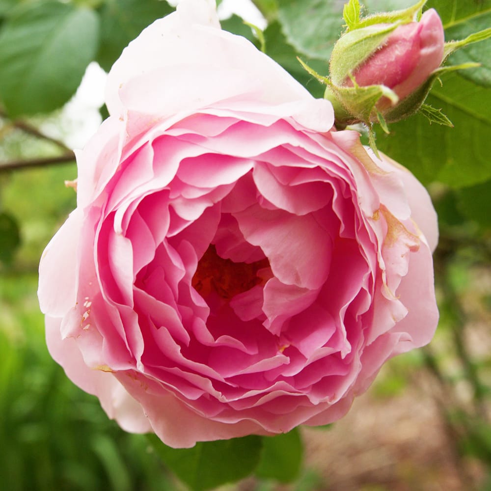 バラ コンスタンススプライ 1