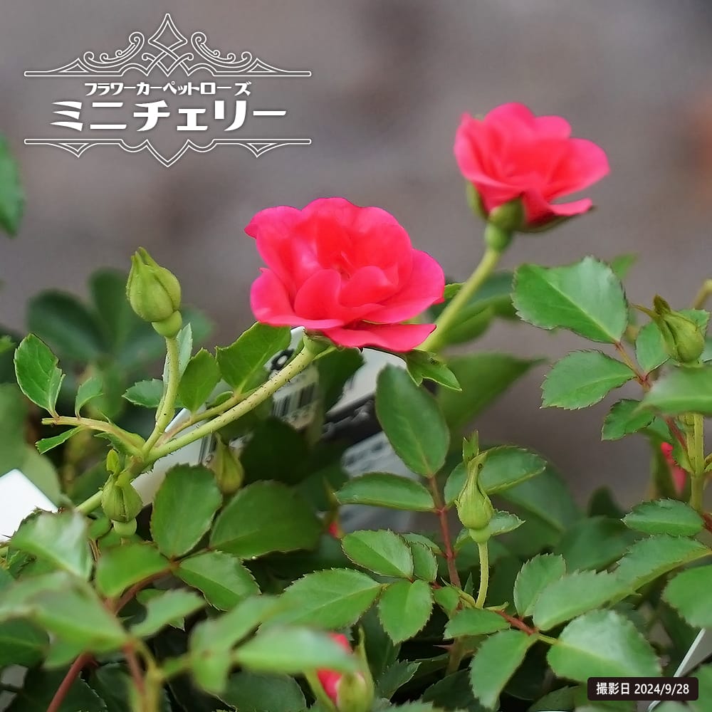 バラ ミニチェリー フラワーカーペットローズ 苗 販売 苗木部 By 花