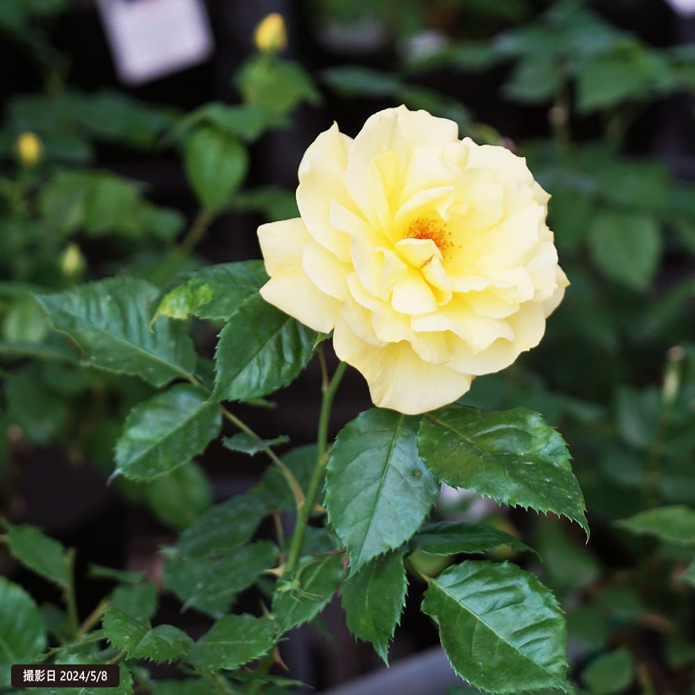 バラ フリージア FL フロリバンダ 苗 販売 苗木部 By 花ひろばオンライン