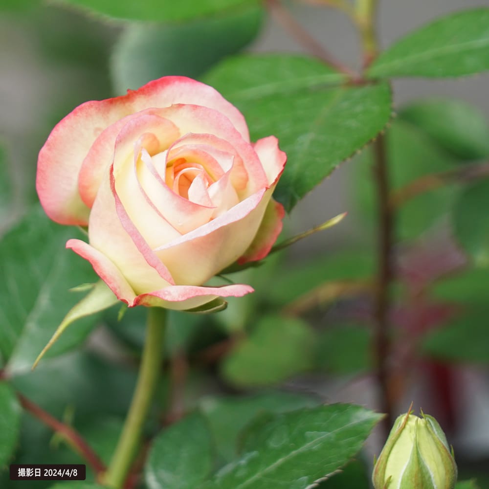 バラ ジュビレデュプリンスドゥモナコ 2