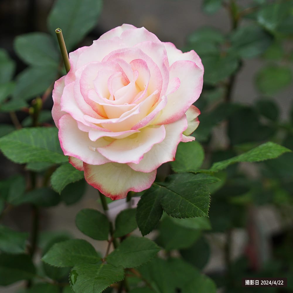 バラ ジュビレデュプリンスドゥモナコ 3