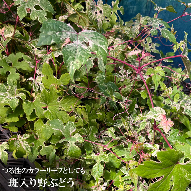 斑入り野ぶどう