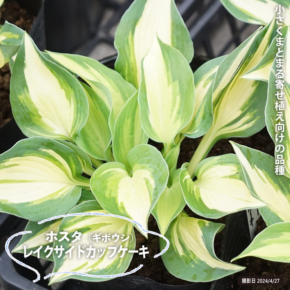 ホスタ レイクサイド カップケーキ 