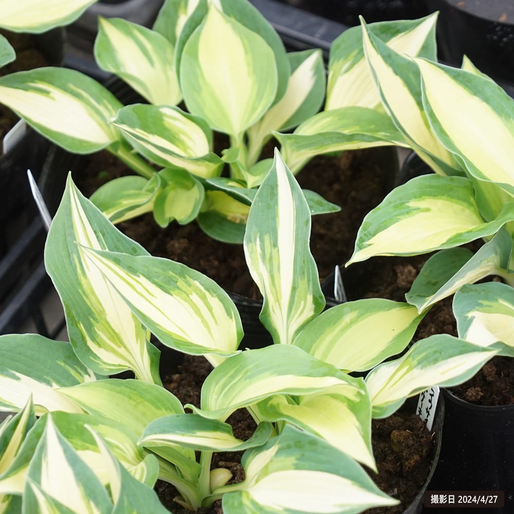 ホスタ レイクサイド カップケーキ 2