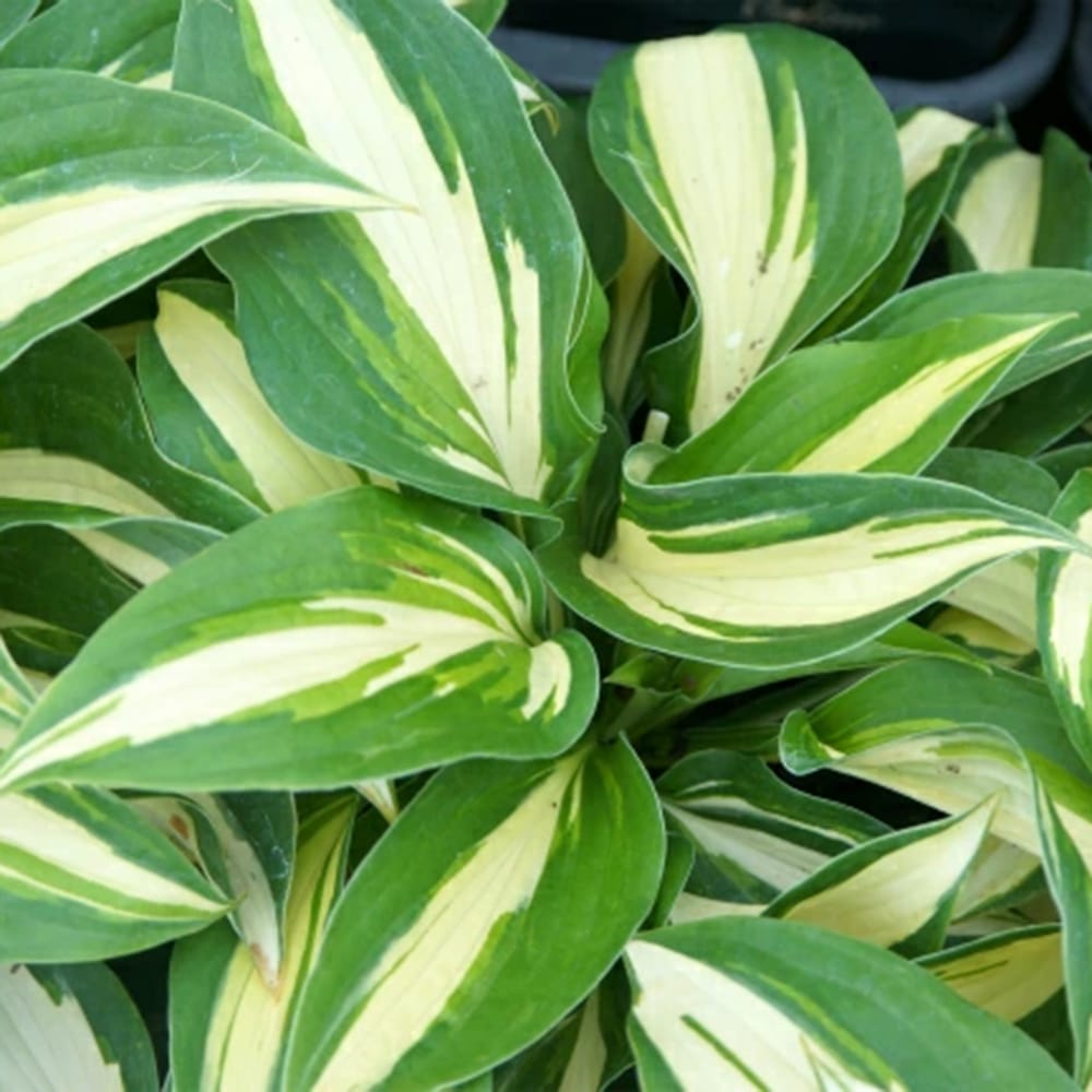 ホスタ レイクサイド カップケーキ 1