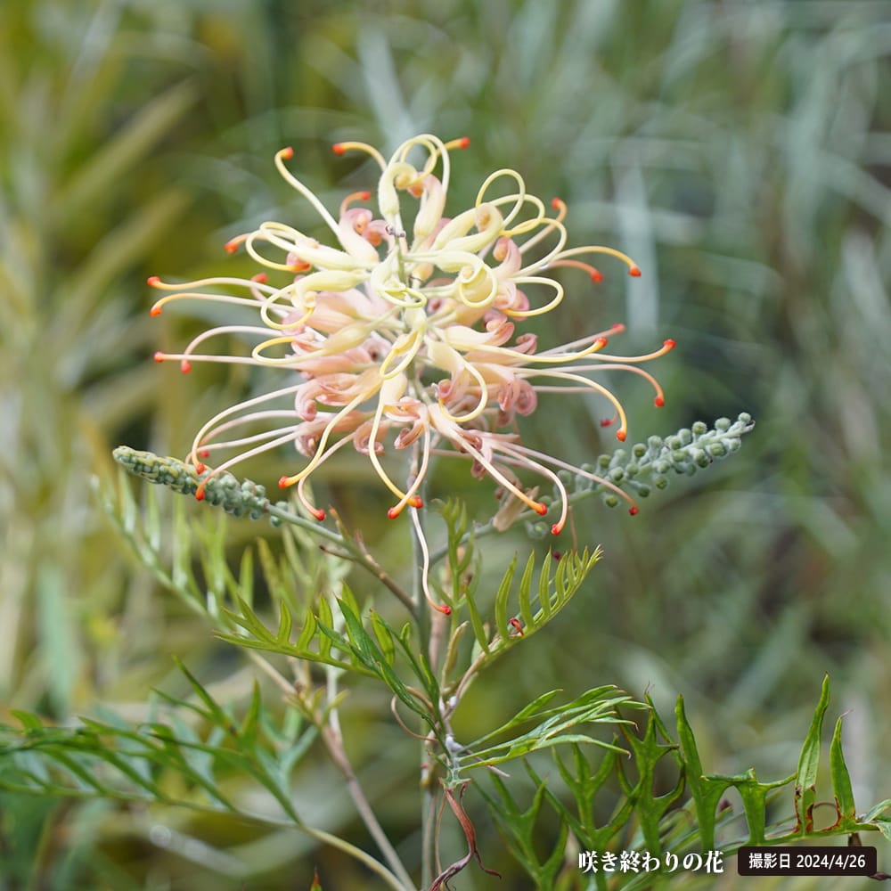 グレビレア ピーチアンドクリームの通販 おすすめ 苗木部 By 花ひろば