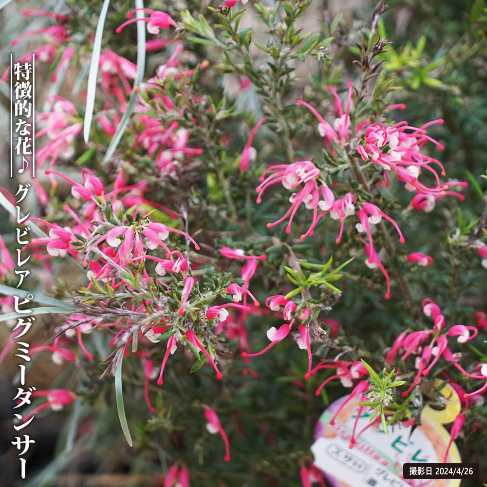 グレビレア ピグミーダンサー 2