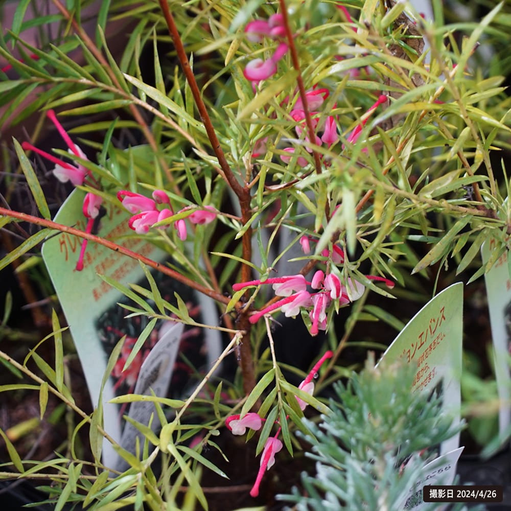 グレビレア ジョン エバンス 苗 おすすめ 苗木部 By 花ひろばオンライン