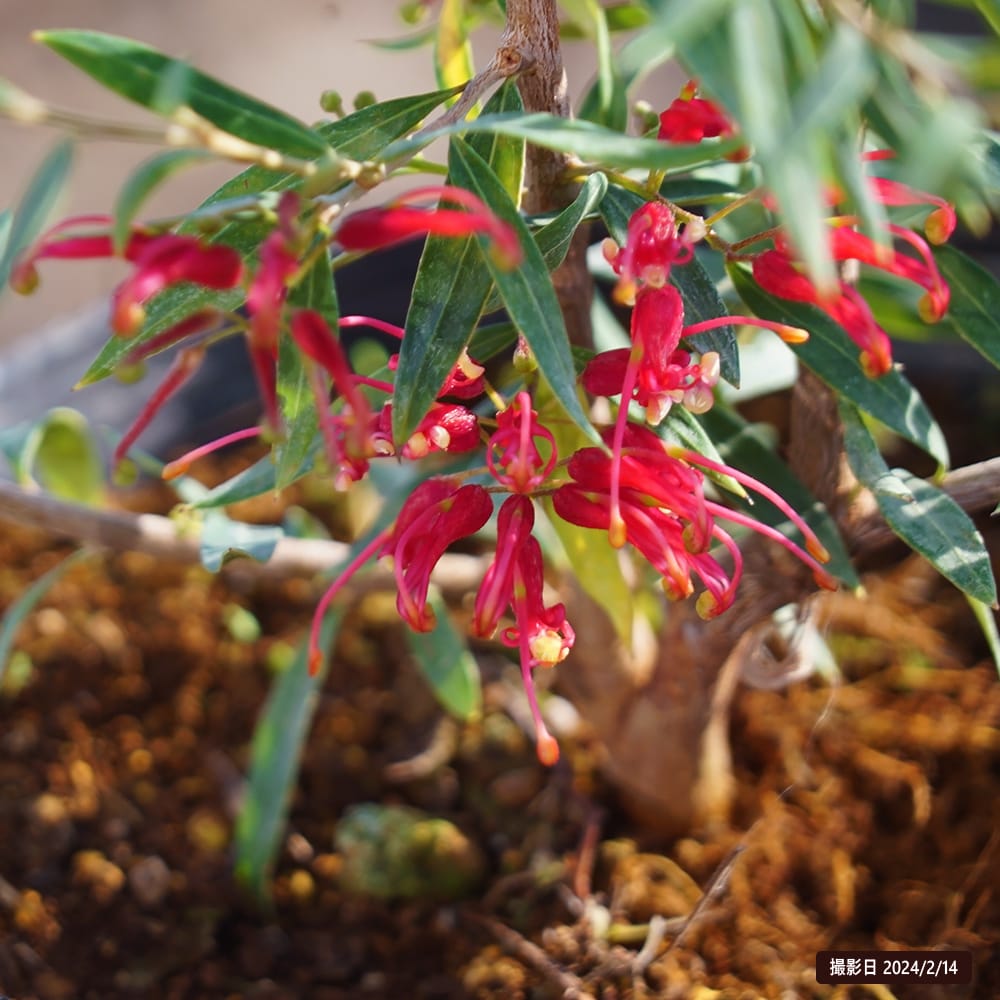 グレビレア スプレンダー 1