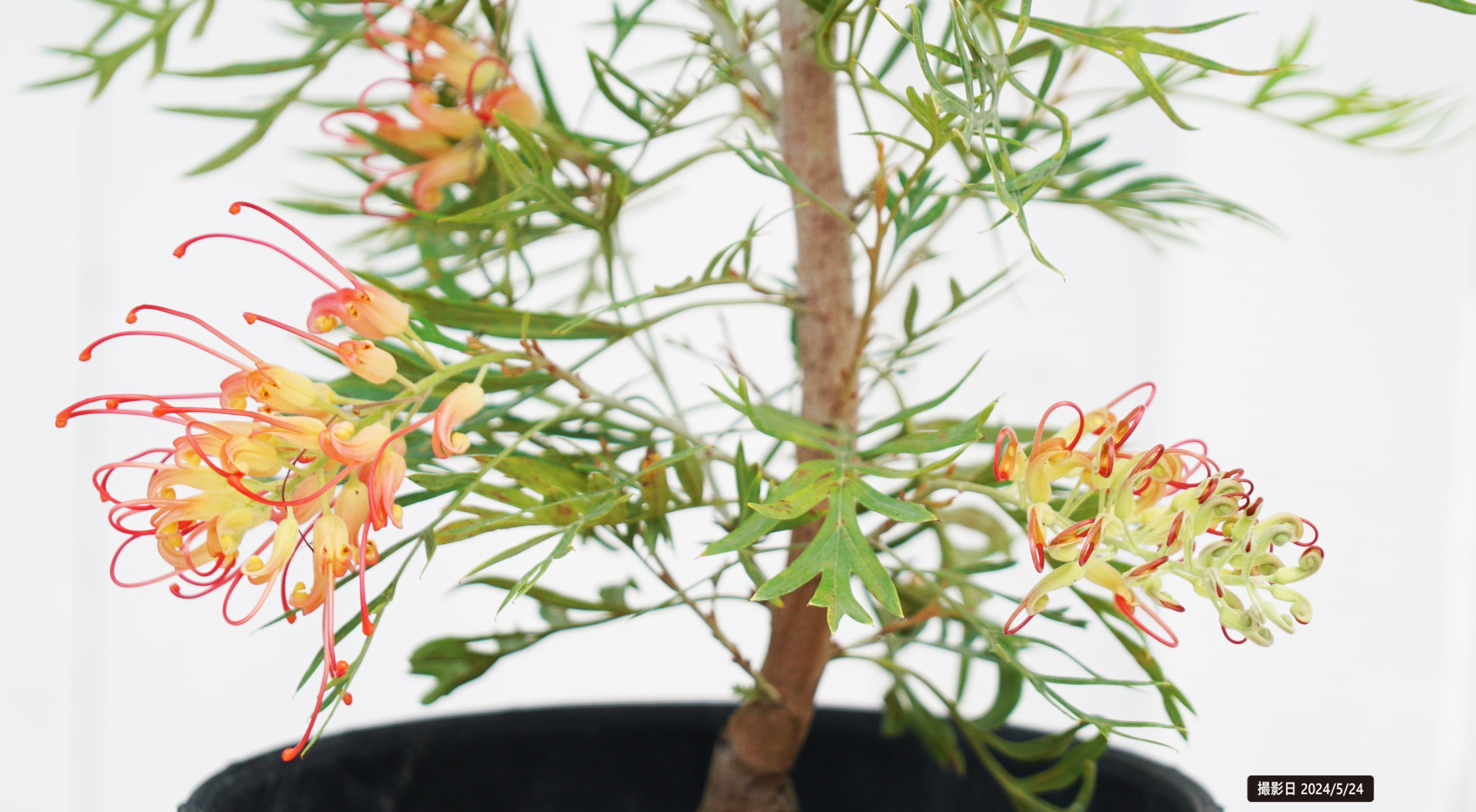 グレビレア スプレンダー 1